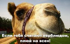 Самые прикольные статусы Самые лучшие и прикольные статусы